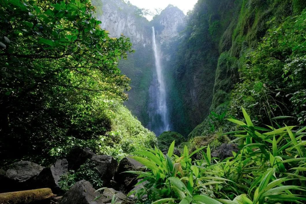 Menjelajahi Taman Nasional Kerinci Seblat: Benteng Hijau Warisan Dunia di Jantung Sumatra