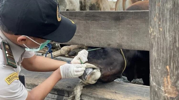 Barantin Kepri Perketat Pengawasan Hewan Kurban Jelang Idul Adha 2026